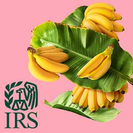 Pink background. Green IRS logo, left lower corner. Four bunches of yellow bananas on top and behind green banana leaves.