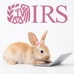 Cream-colored bunny with pink bow working on a laptop below a pink IRS logo and the letters IRS