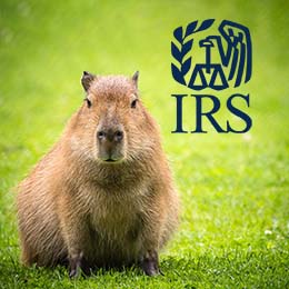 Capybara standing in a grass field. Dark blue IRS logo. 