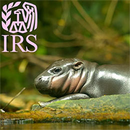 Baby pygmy hippo with pink cheeks. Pink IRS logo. 